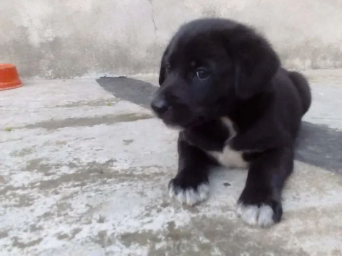 Cachorro ra a SRD idade 2 a 6 meses nome Não tem