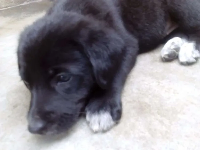 Cachorro ra a SRD idade 2 a 6 meses nome Não tem