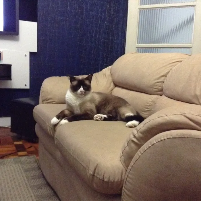 Gato ra a Sagrado da Birmânia  idade 6 ou mais anos nome Zig 