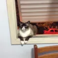 Zig 