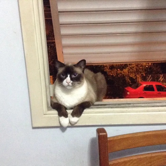 Gato ra a Sagrado da Birmânia  idade 6 ou mais anos nome Zig 