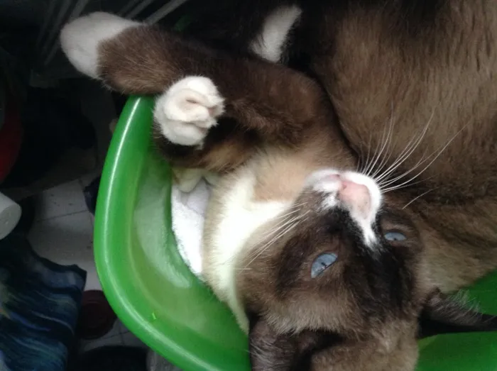 Gato ra a Sagrado da Birmânia  idade 6 ou mais anos nome Zig 