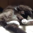 Zig 