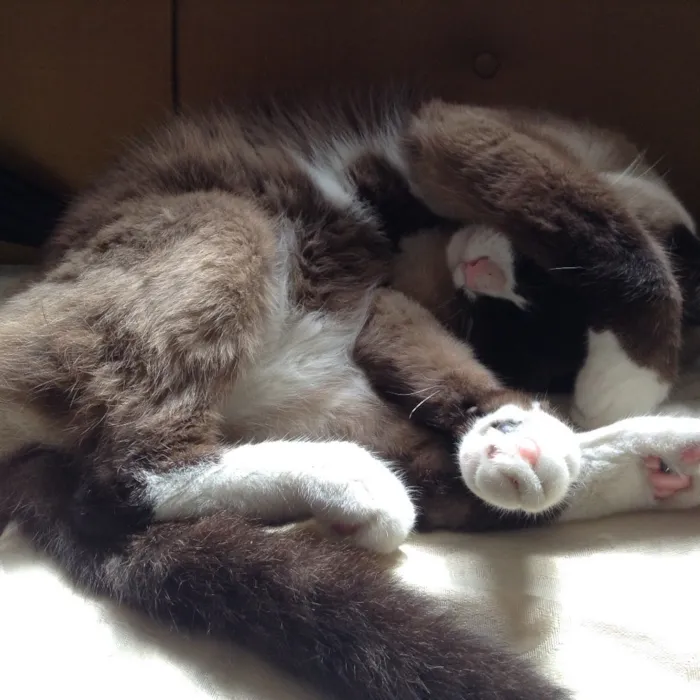 Gato ra a Sagrado da Birmânia  idade 6 ou mais anos nome Zig 