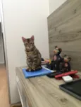 Mr Cat