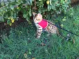 Mr Cat