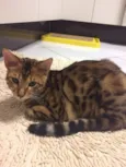 Mr Cat