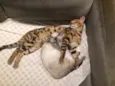 Mr Cat