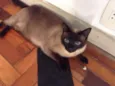 Mel