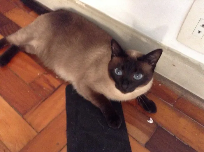 Gato ra a Siamês  idade 6 ou mais anos nome Mel