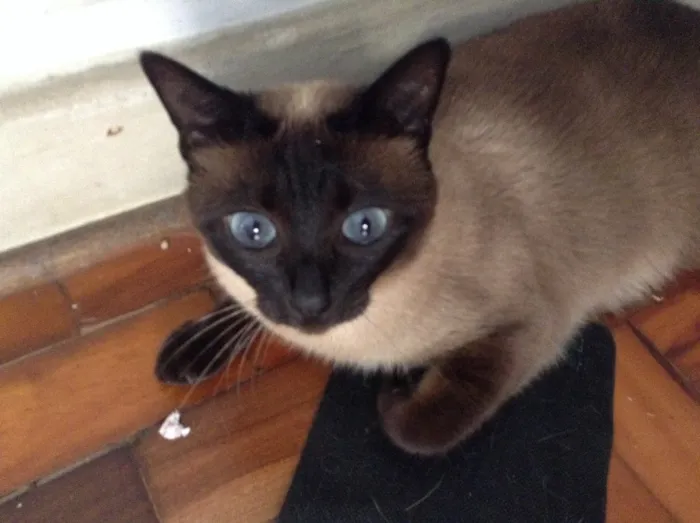 Gato ra a Siamês  idade 6 ou mais anos nome Mel