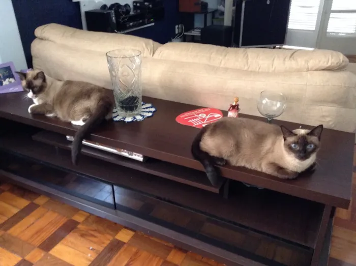 Gato ra a Siamês  idade 6 ou mais anos nome Mel