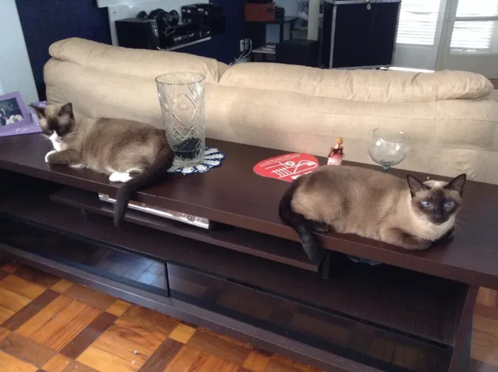 Gato ra a Sagrado da Birmânia  idade 6 ou mais anos nome Zig 