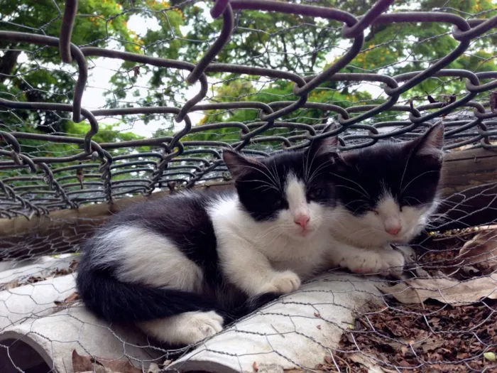 Gato ra a SRD idade Abaixo de 2 meses nome Chico e Kiko