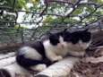 Chico e Kiko