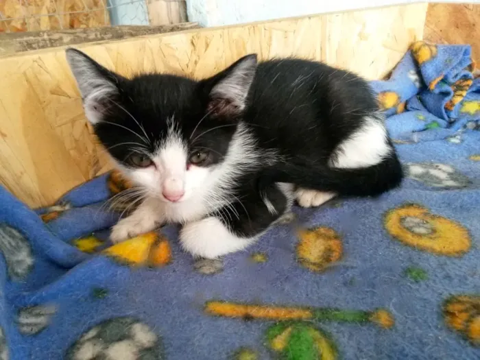 Gato ra a SRD idade Abaixo de 2 meses nome Chico e Kiko