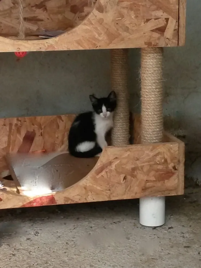Gato ra a SRD idade Abaixo de 2 meses nome Chico e Kiko