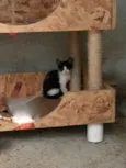 Chico e Kiko