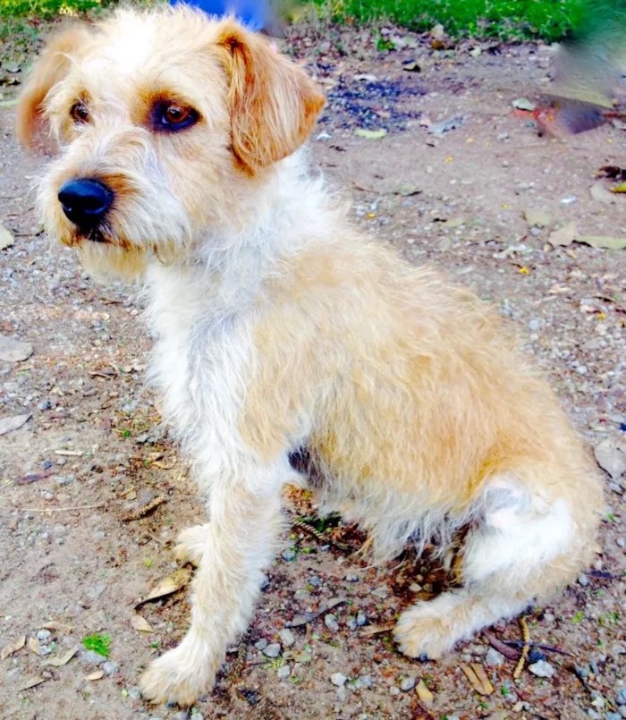 Cachorro ra a SRD idade 7 a 11 meses nome Bobby