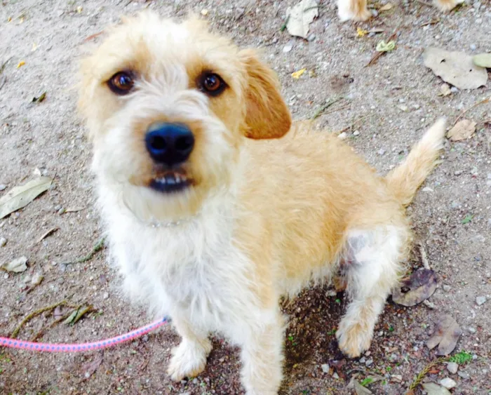 Cachorro ra a SRD idade 7 a 11 meses nome Bobby
