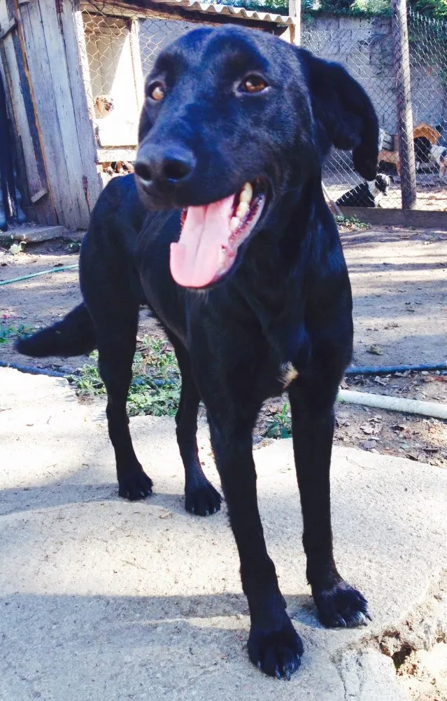 Cachorro ra a SRD idade 7 a 11 meses nome Feliz