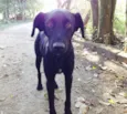 Feliz