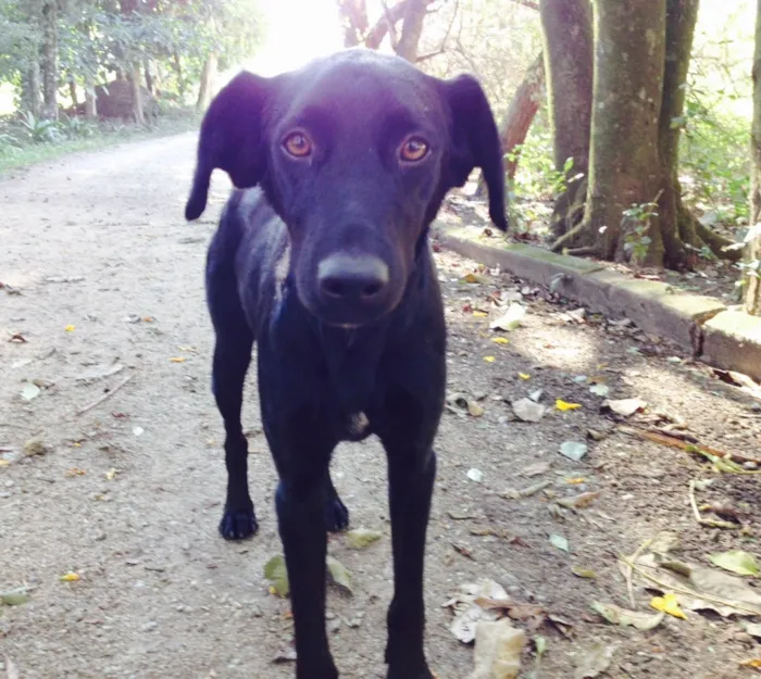 Cachorro ra a SRD idade 7 a 11 meses nome Feliz