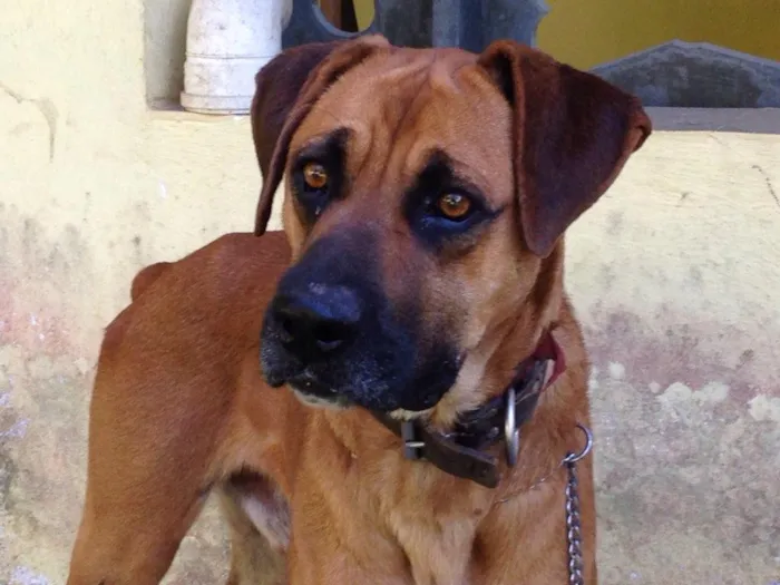 Cachorro ra a Boxer idade 2 anos nome Billy