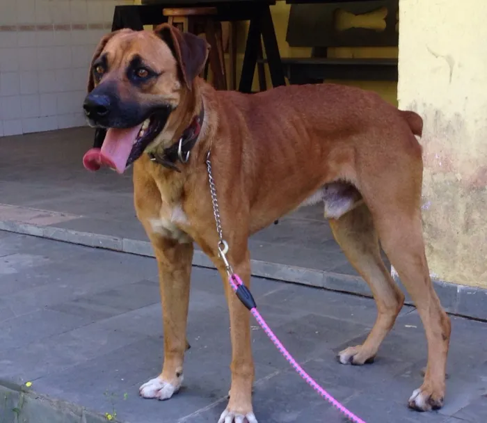 Cachorro ra a Boxer idade 2 anos nome Billy