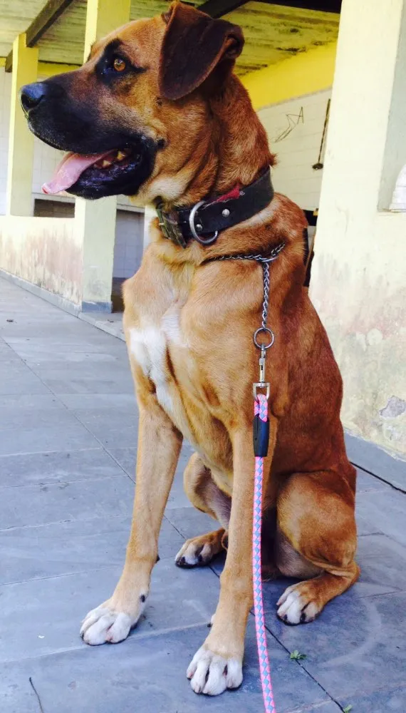 Cachorro ra a Boxer idade 2 anos nome Billy
