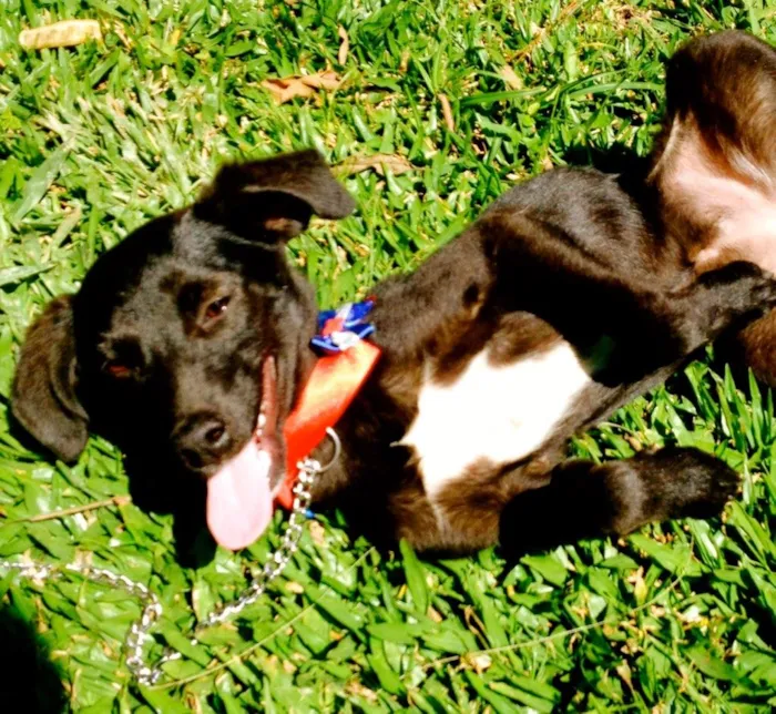 Cachorro ra a SRD idade 7 a 11 meses nome Tatta