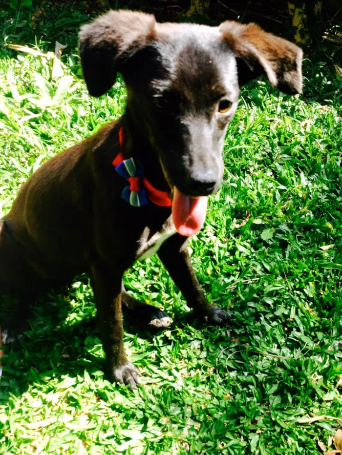Cachorro ra a SRD idade 7 a 11 meses nome Tatta