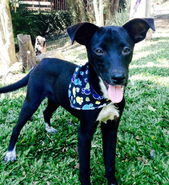 Cachorro ra a SRD idade 7 a 11 meses nome Ricco