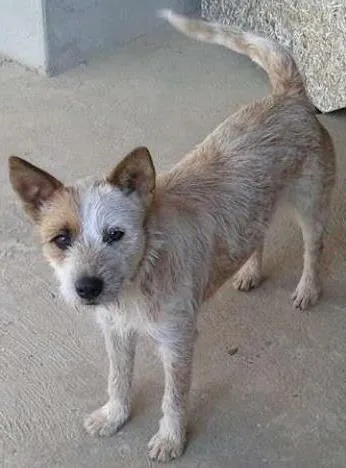 Cachorro ra a blue heeler idade 1 ano nome Sol