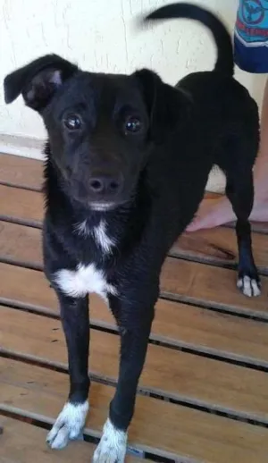 Cachorro raça Vira lata idade 7 a 11 meses nome Hulk