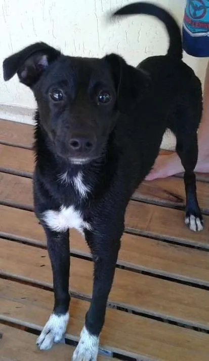 Cachorro ra a Vira lata idade 7 a 11 meses nome Hulk