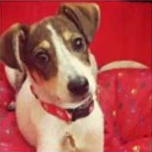 Cachorro raça SRD idade 2 anos nome Charlie