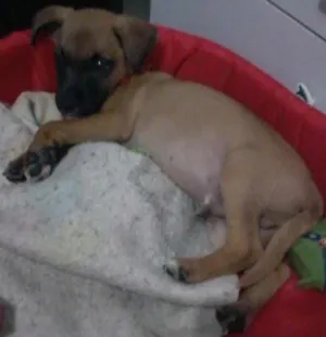 Cachorro raça Vira lata idade 2 a 6 meses nome Paçoca