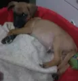 Paçoca