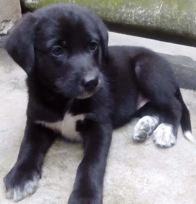 Cachorro ra a SRD idade 2 a 6 meses nome Não tem