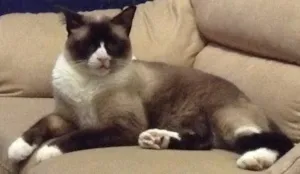 Gato raça Sagrado da Birmânia  idade 6 ou mais anos nome Zig 