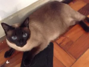 Gato raça Siamês  idade 6 ou mais anos nome Mel