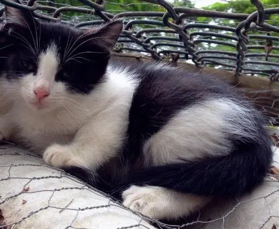 Gato ra a SRD idade Abaixo de 2 meses nome Chico e Kiko