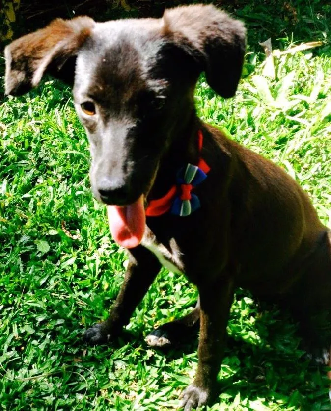 Cachorro ra a SRD idade 7 a 11 meses nome Tatta