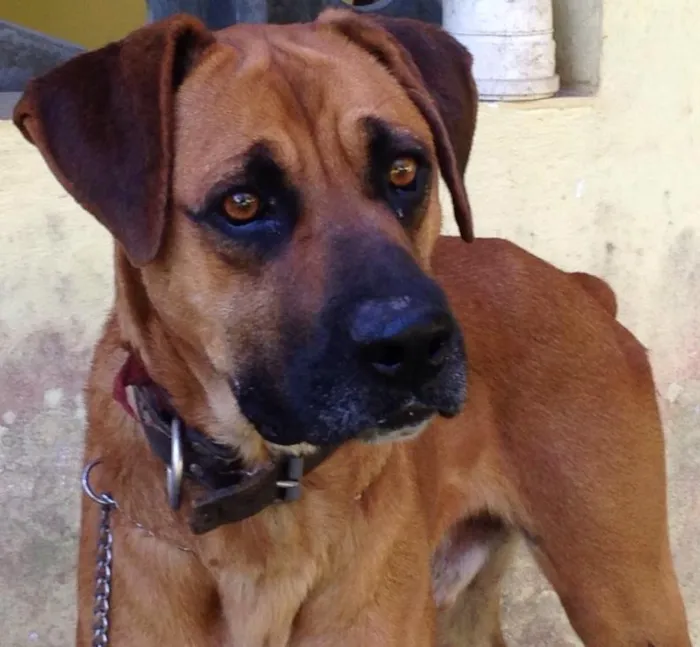 Cachorro ra a Boxer idade 2 anos nome Billy