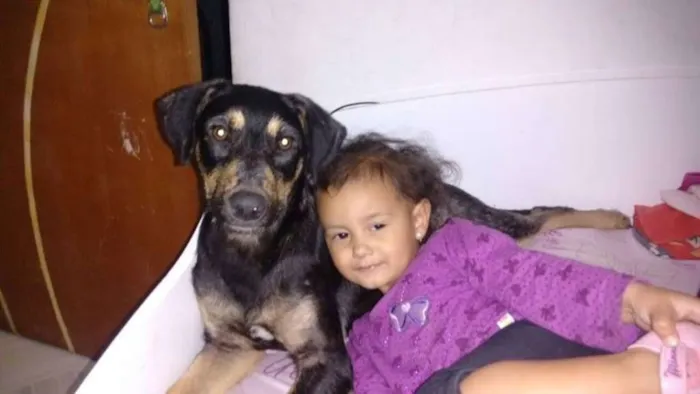 Cachorro ra a SRD idade 7 a 11 meses nome Mel