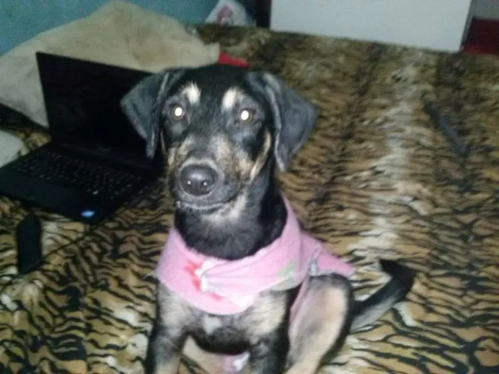Cachorro ra a SRD idade 7 a 11 meses nome Mel