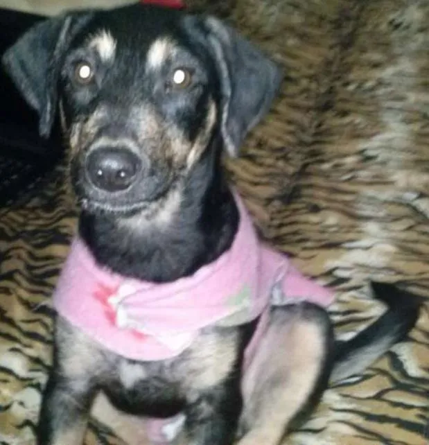 Cachorro ra a SRD idade 7 a 11 meses nome Mel