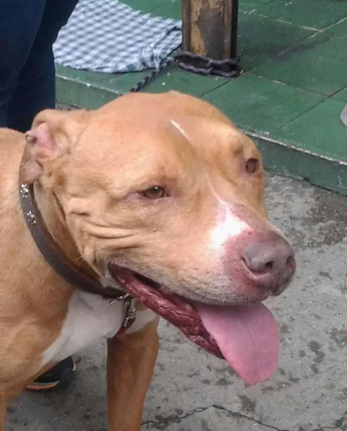 Cachorro ra a Pit-Bull idade 2 anos nome Balto