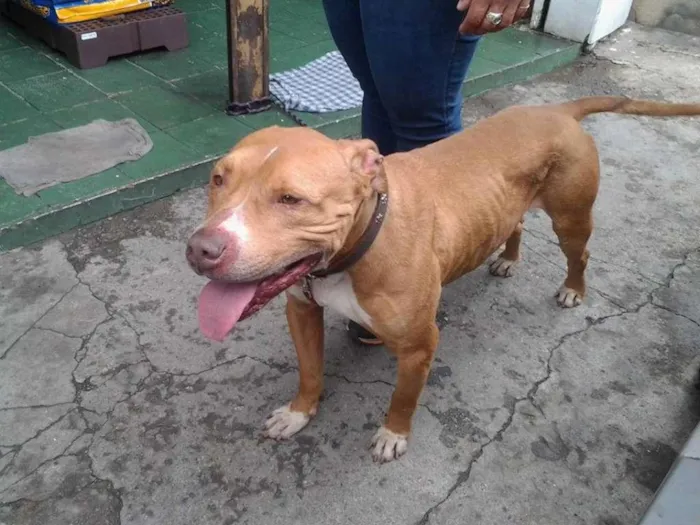 Cachorro ra a Pit-Bull idade 2 anos nome Balto
